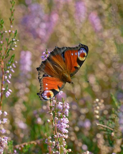 Dagpauwoog op bloeiende heide, een kleurenpracht!