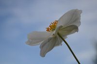 witte anemoon tegen blauwe lucht