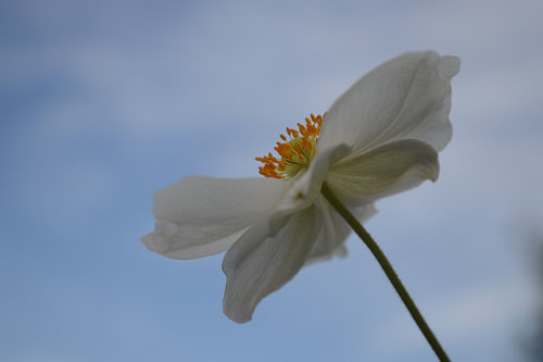 witte anemoon tegen blauwe lucht