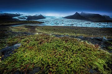 Lichen en mos op de gletsjer in IJsland van Voss Fine Art Fotografie