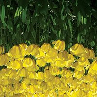 Tulips Down Under