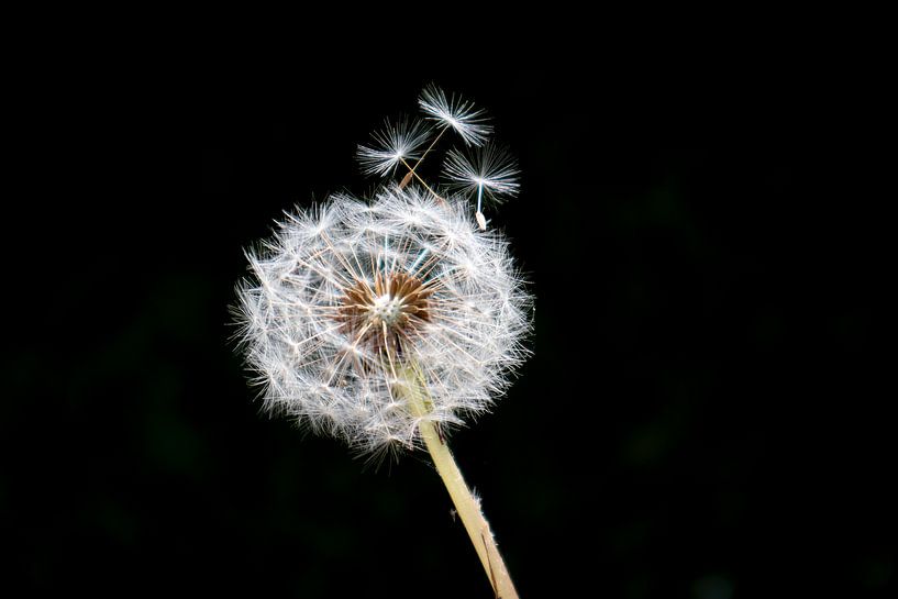 Löwenzahn mit drei Flocken von Marije Mulder