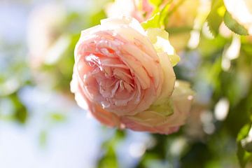 Rose von Dagmar Marina