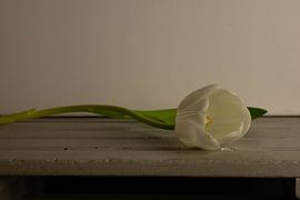 Reclining tulip on gray and white background by Aan Kant