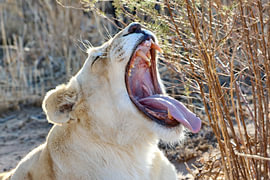Dame aux lions blancs