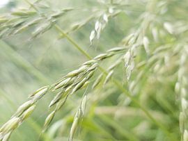 gras im wind von fantasina