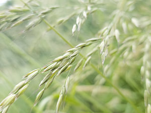 gras im wind