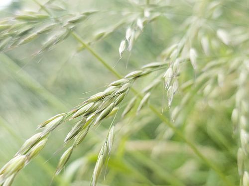 gras in de wind