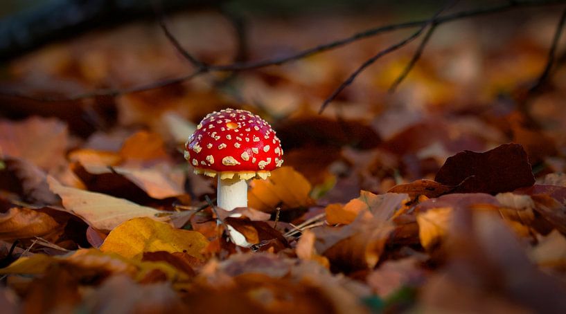 Fly agaric (Amanita muscaria) by Sara in t Veld Fotografie