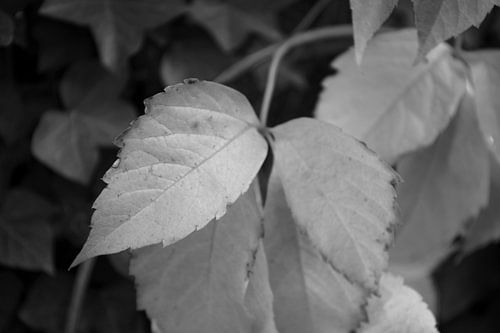 The colours of autumn in different splendours