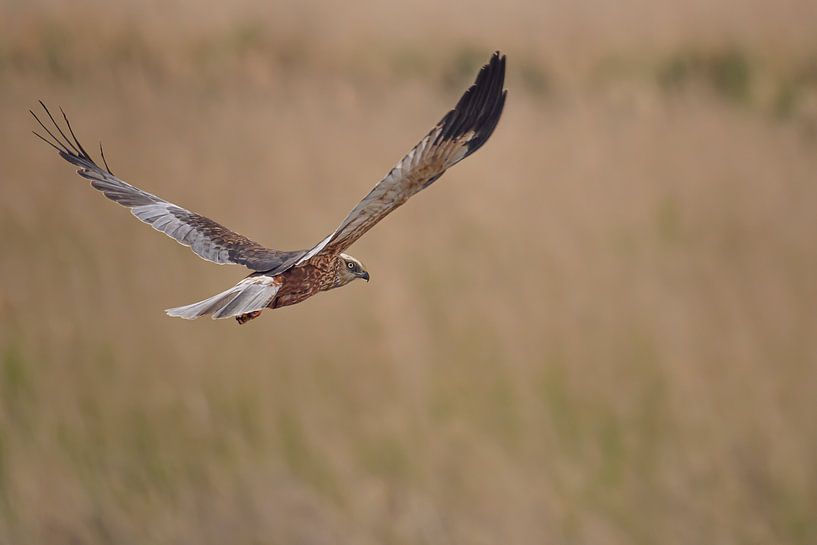 Gaze of the Harrier by Jan Jongejan