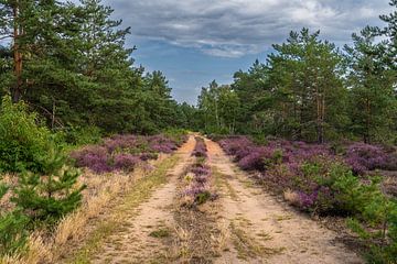 Het pad naar het bloeiende heidelandschap van Holger Spieker
