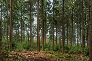 Pine forest on the Hoge Veluwe (0155) by Reezyard