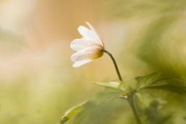 Wood anemone