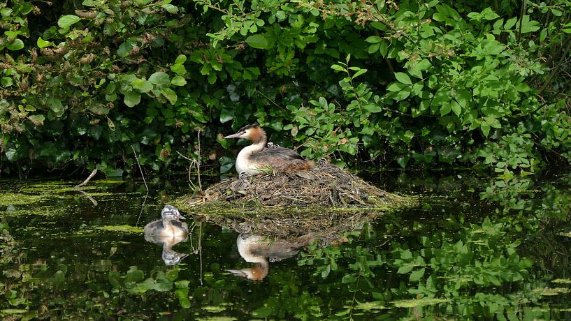 grebe on nest by Carla van Zomeren