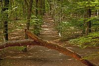 Waldspaziergang