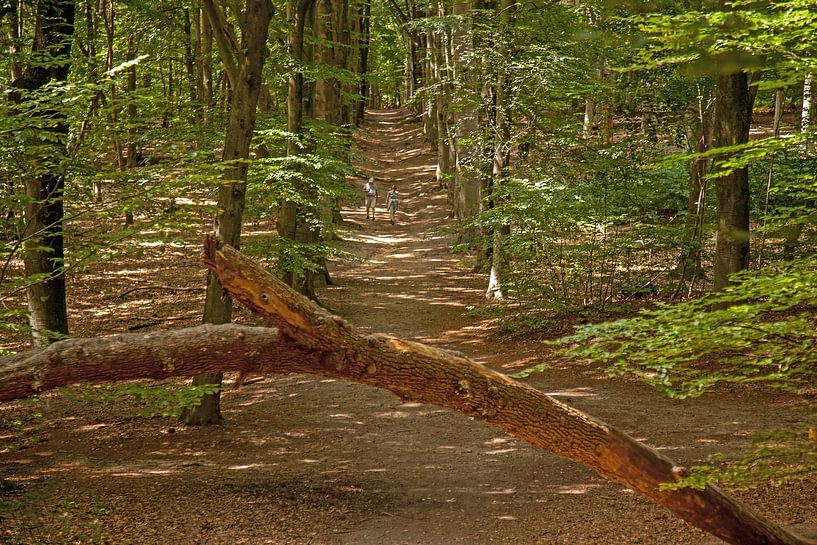 Waldspaziergang von Jan de Jong