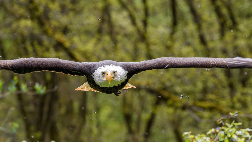 Weißkopf-Seeadler von Jan Hoekstra