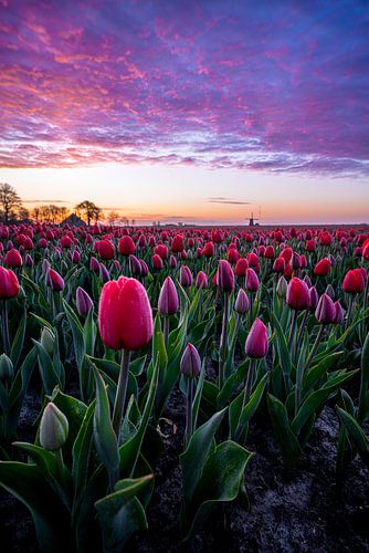 Fraai gekleurde lucht vlak voor zonsopkomst