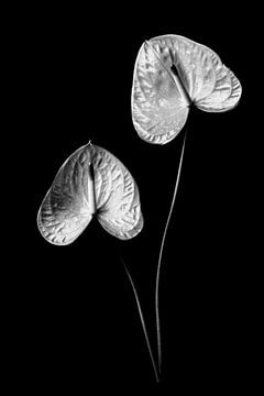 Anthurium
