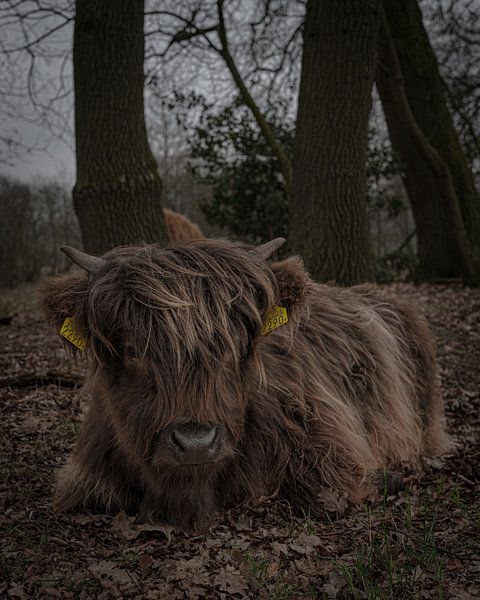 highlanders par iwan faber