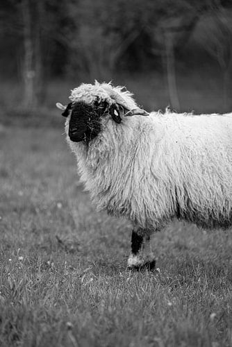 Walliser zwartneus schaap in rechtop en zwart/wit