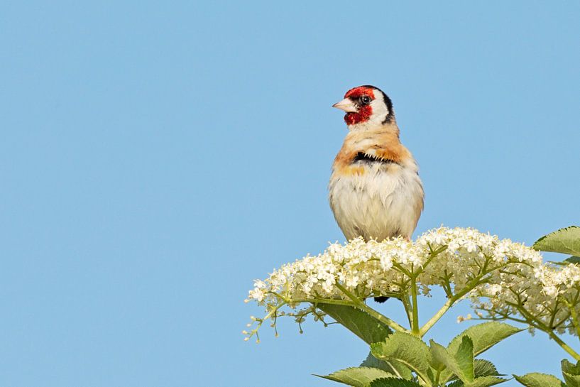Goldfinch on the elderberry by Roosmarijn Bruijns