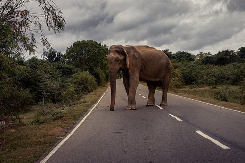 Elephant crossing