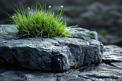 Minimalistisch Gras op Steen