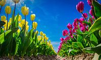 Gele en roze tulpen in een bollenveld van Rietje Bulthuis thumbnail