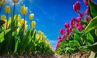 Yellow and pink tulips in a bulb field