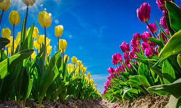  Yellow and pink tulips in a bulb field