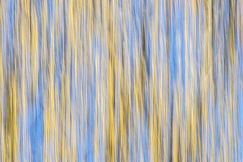 ICM beweging hazelaar tegen blauwe lucht