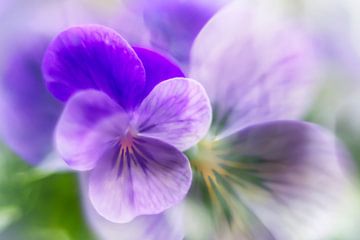 Viooltjes in zachte paarse kleuren. van Ellen Driesse