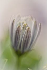 Flower by Ron Kleinjans