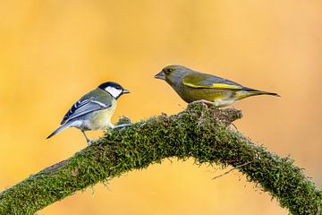 When Greenfinch meets Great Tit by Thomas Herzog