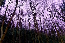 Bomen zonder bladeren by ERIX VELD