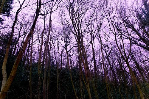 Bomen zonder bladeren