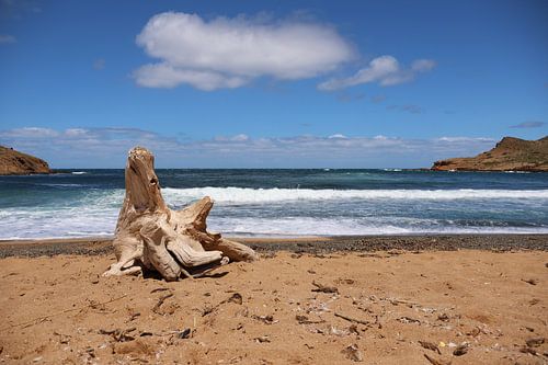 Washed-up wood