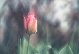 Blumen Teil 467 von Tania Perneel