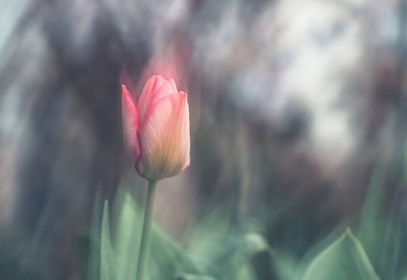 bloemen part 467 van Tania Perneel