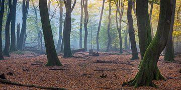 Bos van de dansende bomen van Evert Jan Kip