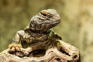 Uromastyx acanthinura nigriventris
