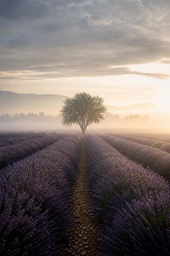 Champs de lavande au lever du soleil – Photographie de paysage « fine art » au charme onirique