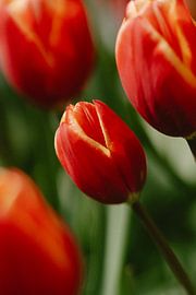 Tulpe von Myrthe Vlasveld