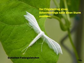 Le battement d'ailes d'un papillon sur Norbert Hergl