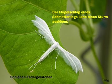 Het flapperen van de vleugels van een vlinder .... van Norbert Hergl