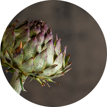 Artisjok met grijs-bruin.