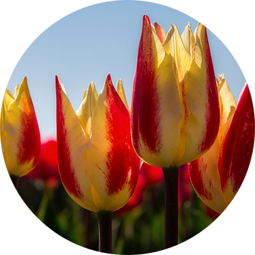 Tulpen van Bram van Broekhoven