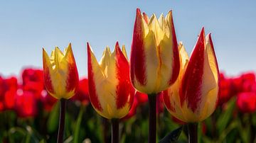 Tulpen von Bram van Broekhoven